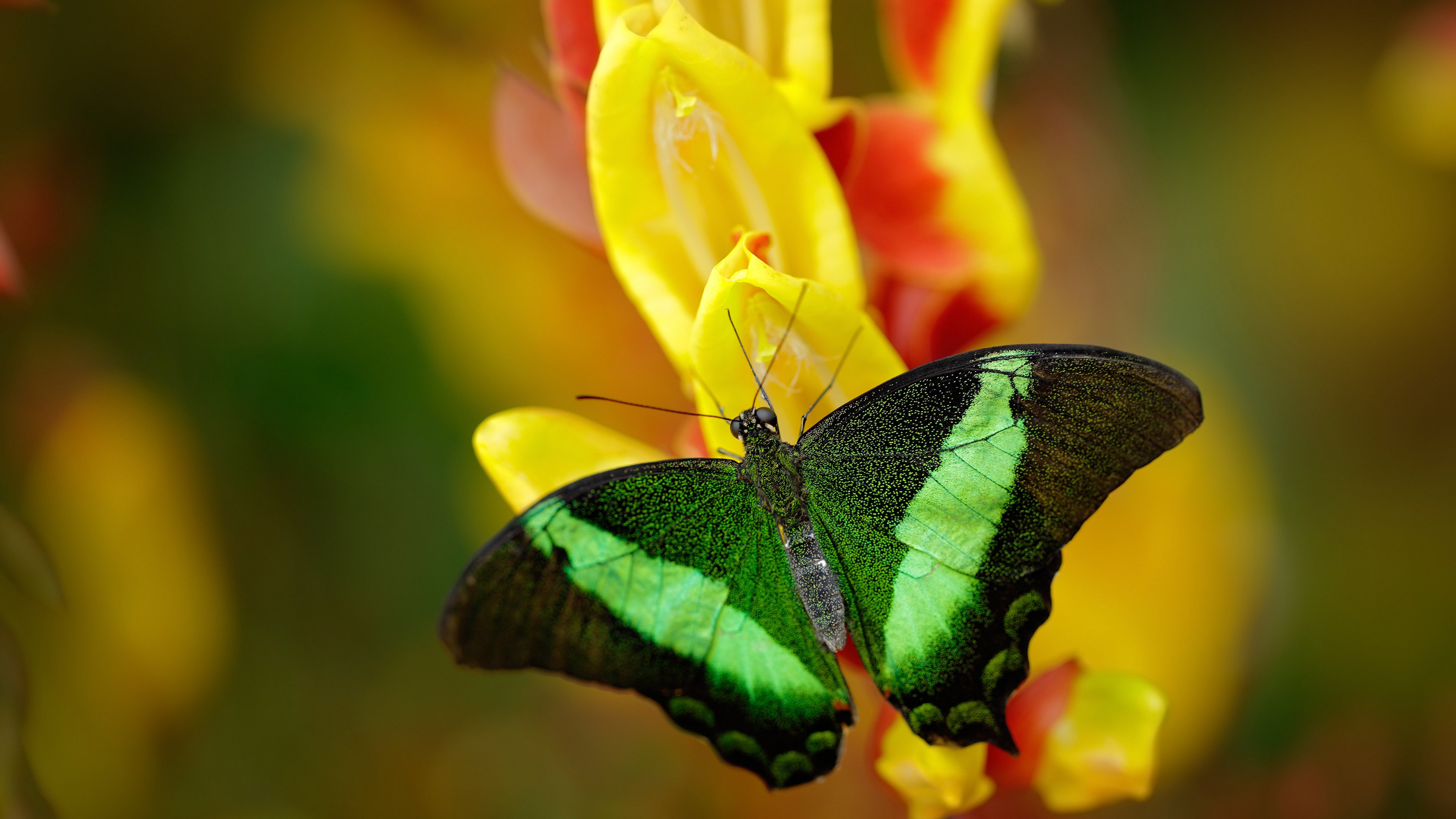 雷火电竞主播-切特·霍姆格伦，东决G5的破晓者