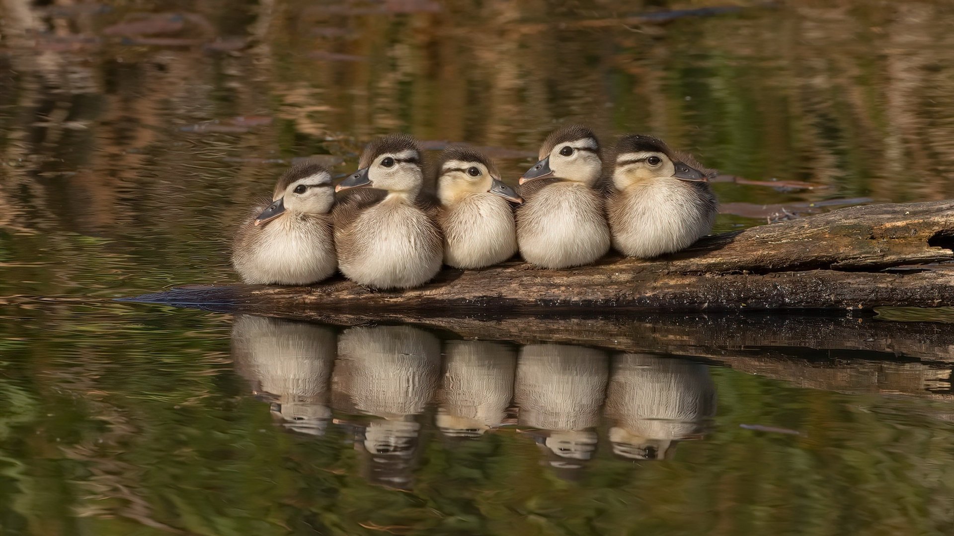 巨兽觉醒，欧冠淘汰赛之夜，卢卡库如何以冠军级表现扭转乾坤