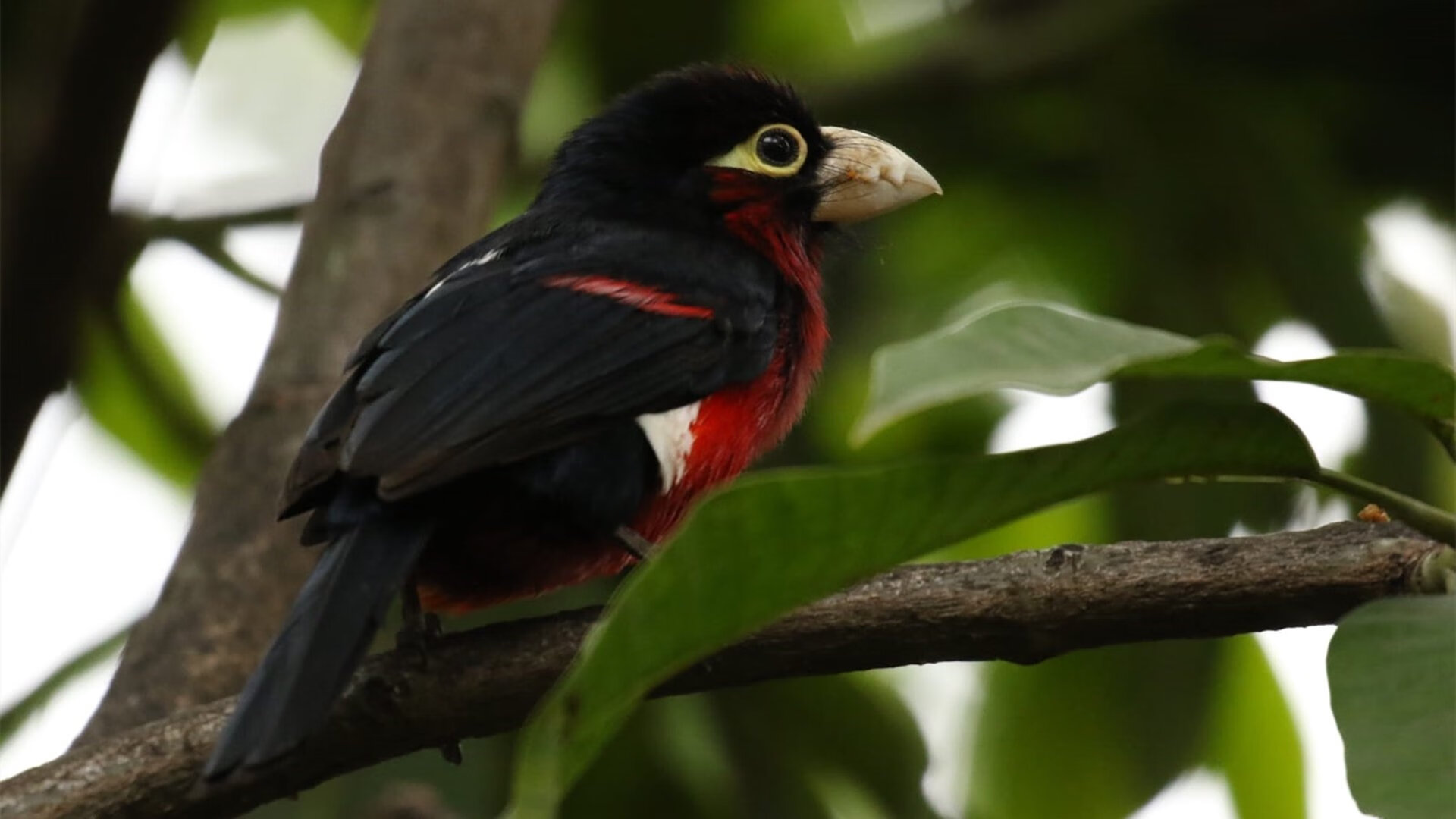 德甲争冠战之夜，莫兰特的比赛走势一手掌控