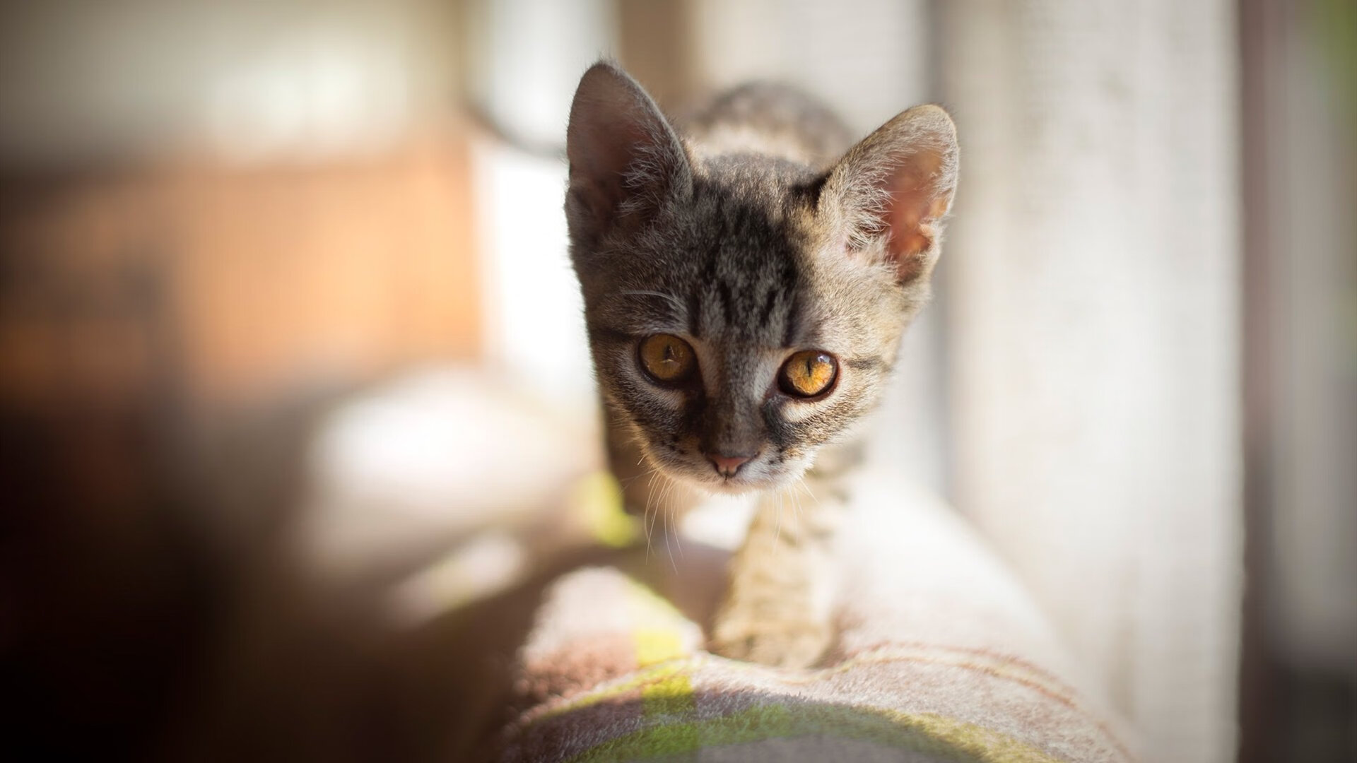 世纪对决的余韵，当恩比德的天神下凡遇上森林狼的怒吼