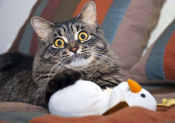 雷火电竞网址-未来绿茵场上的跨界厮杀，当世界杯决赛遇上NBA科技巅峰战