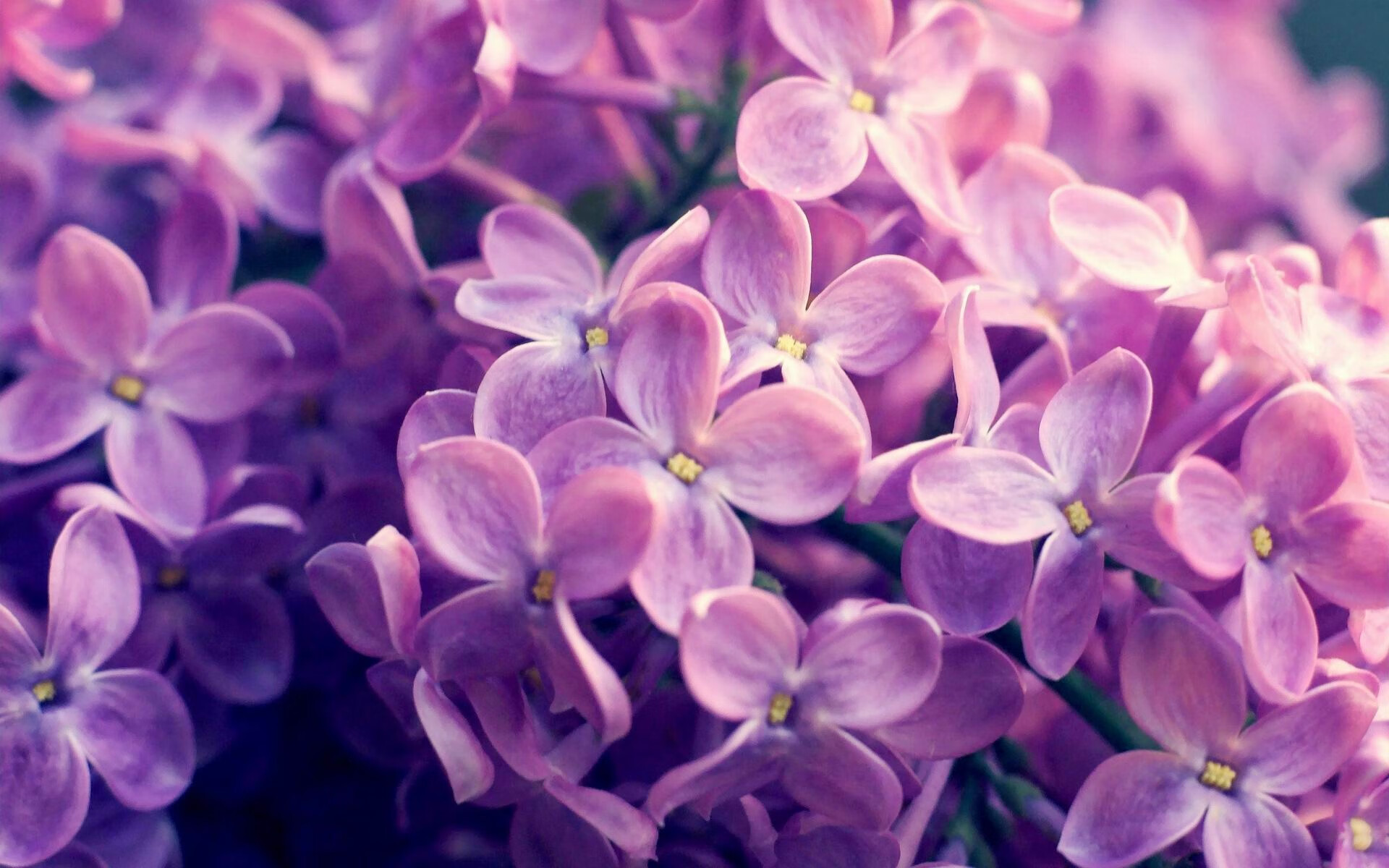 绝境觉醒，霍勒迪的救赎三分，点亮勇士的冠军希望