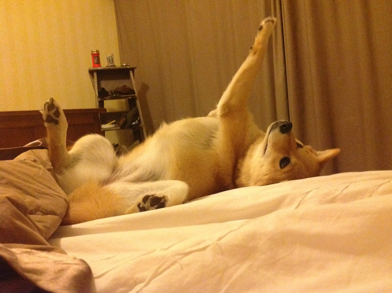 F1新赛季揭幕战焦点战,上海队全面压制黄蜂的跨界风暴