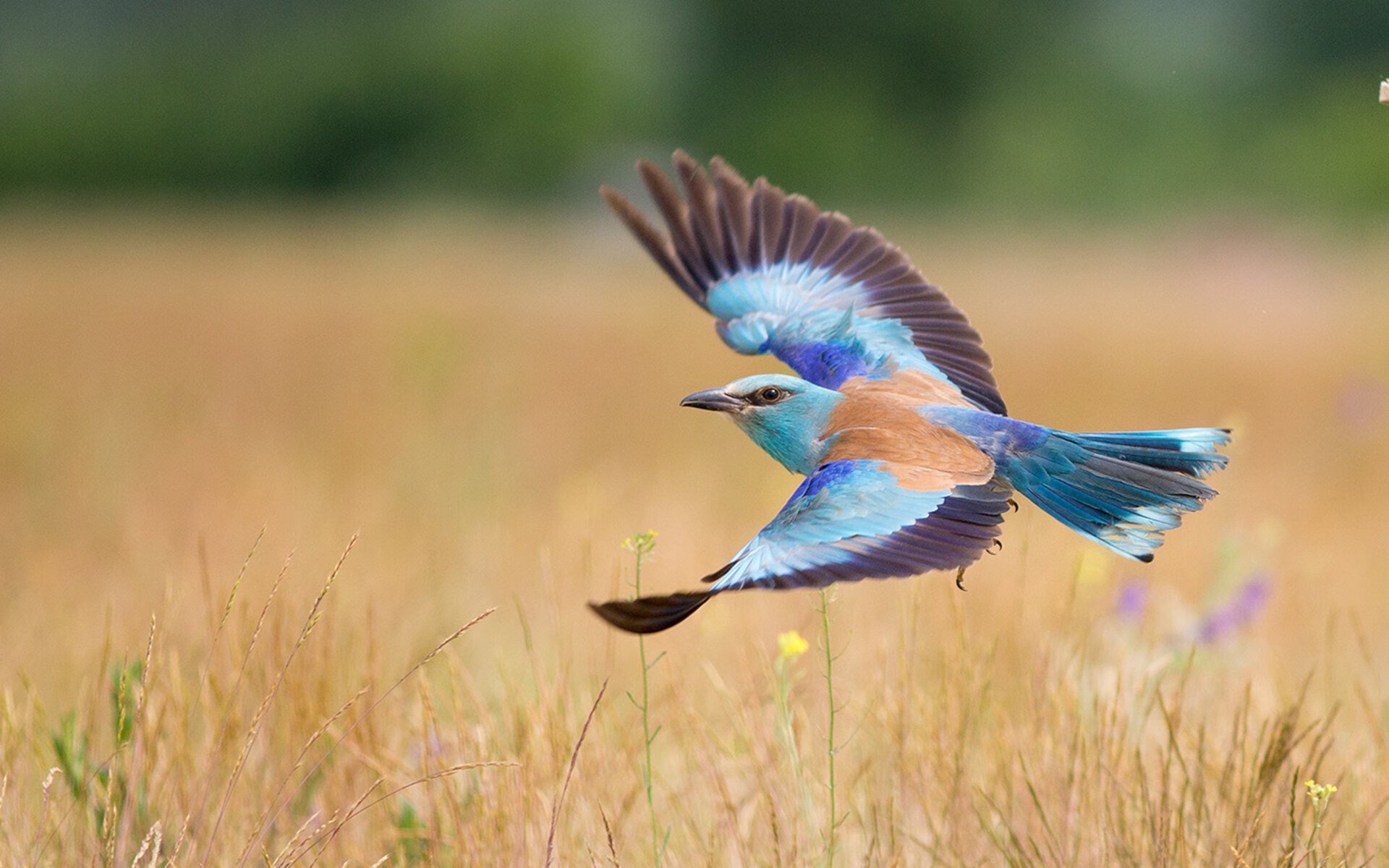勒沃库森小国家队的奥运预演，6-2碾压伊朗，德甲巨人如何为奥运周期交出满分答卷？
