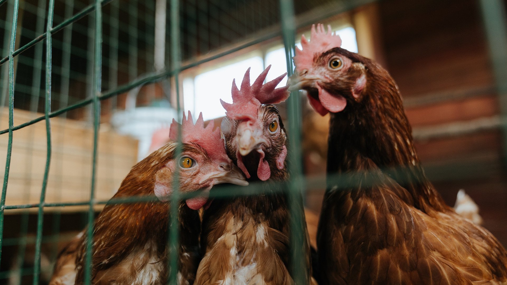 神话再现！希腊铁骑碾碎毕尔巴鄂，京多安用大师之笔改写命运之战
