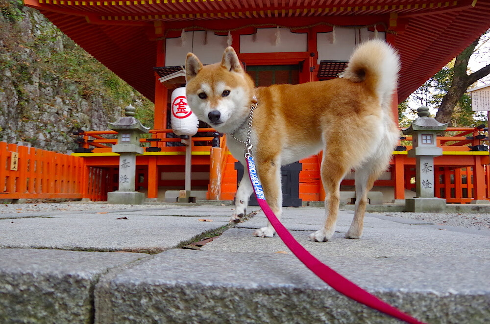 无名者的加冕，西决生死战凯恩的逆袭史诗