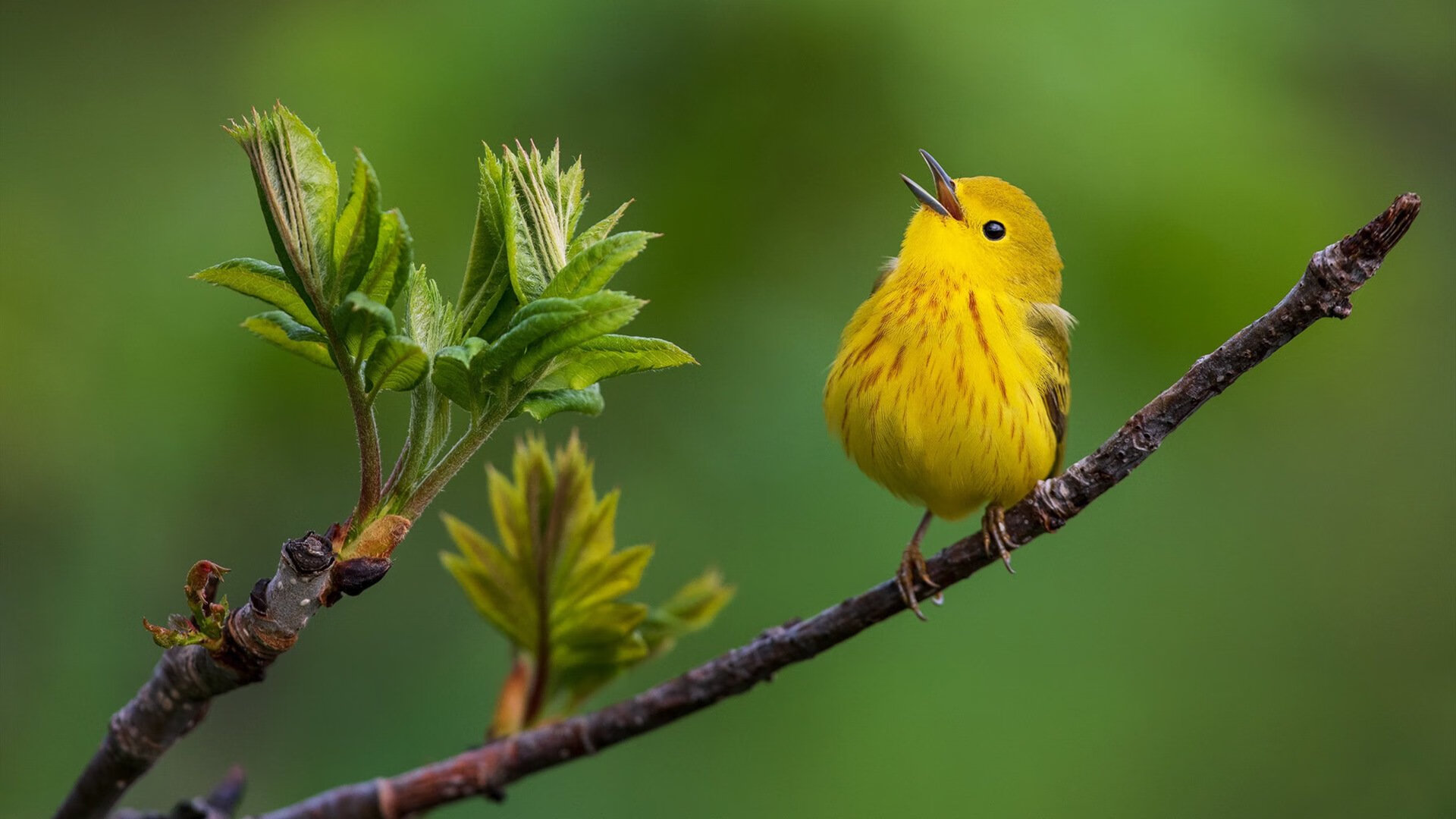 雷火电竞网址-约基奇填满数据栏却成空砍，太阳第四节觉醒逆转活塞