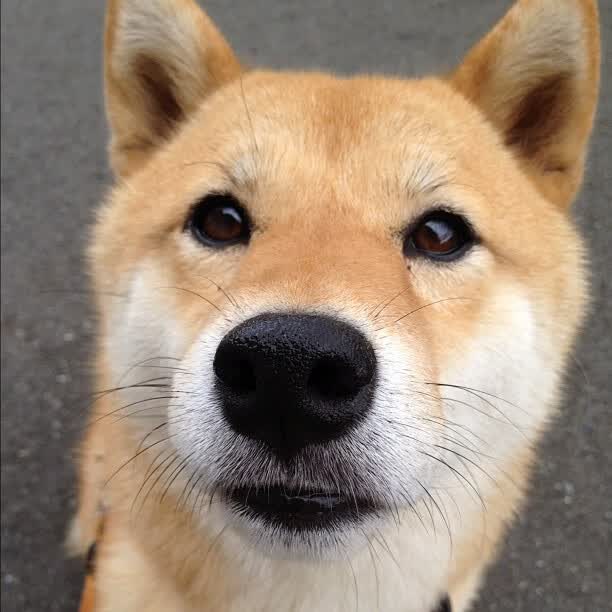 雷火电竞网站-亚特兰大奏响黑色交响乐，莫德里奇高擎逆转权杖—记一场定义大场面的欧冠对决